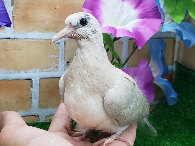 ジュズカケバト