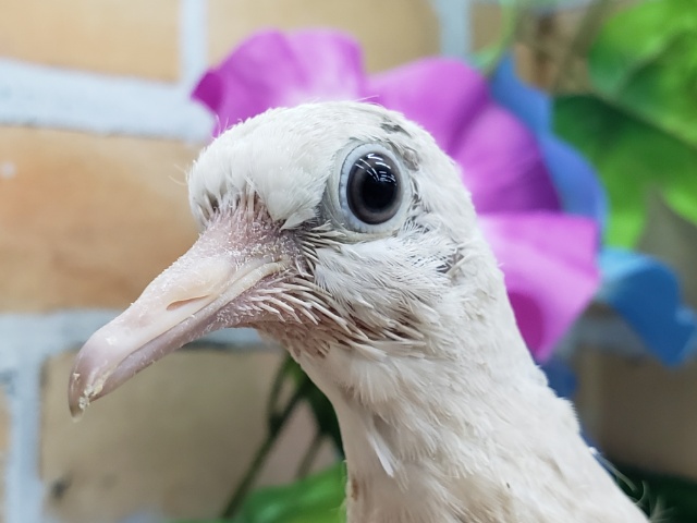 ジュズカケバト