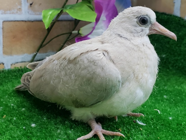 ジュズカケバト