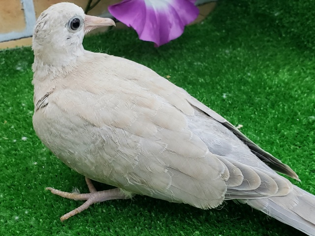 ジュズカケバト