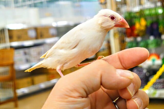 シルバーイノ文鳥