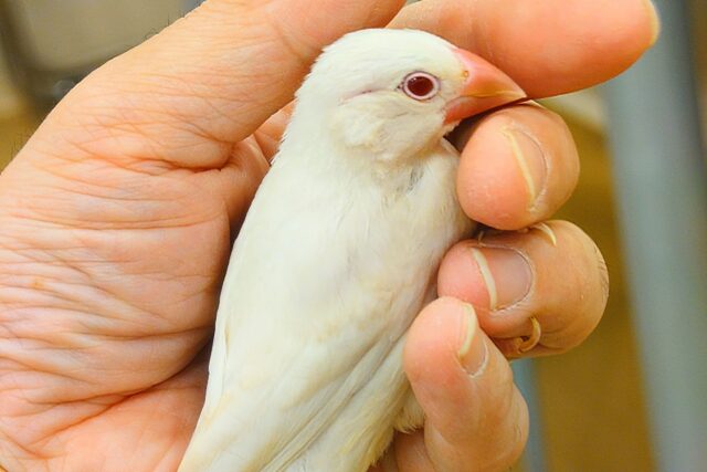 シルバーイノ文鳥