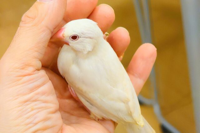 シルバーイノ文鳥