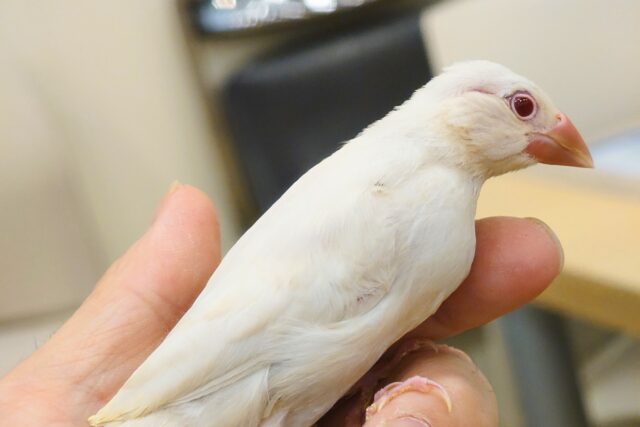 シルバーイノ文鳥