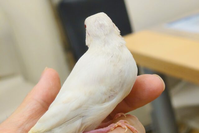 シルバーイノ文鳥