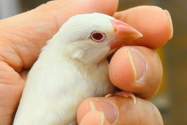 シルバーイノ文鳥