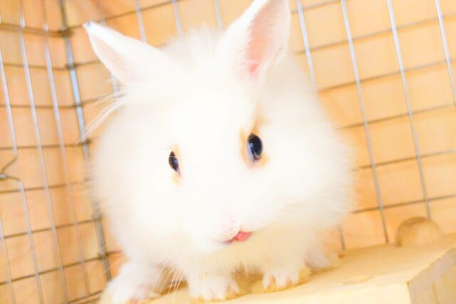 ライオンラビット