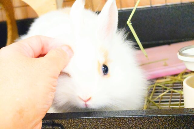 ライオンラビット