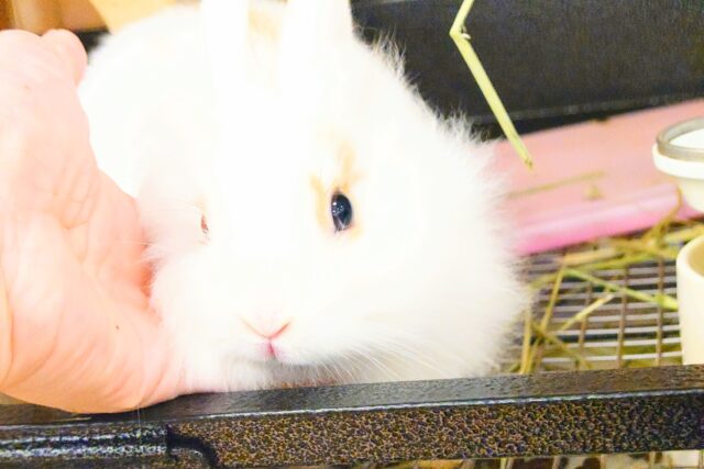 ライオンラビット