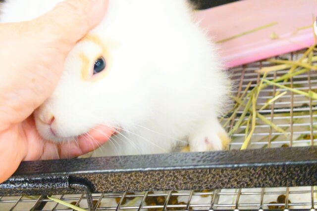 【最新画像更新🪄】もふもふの天使🧚ライオンラビット(ブロークン) 女の子 ライオンラビット