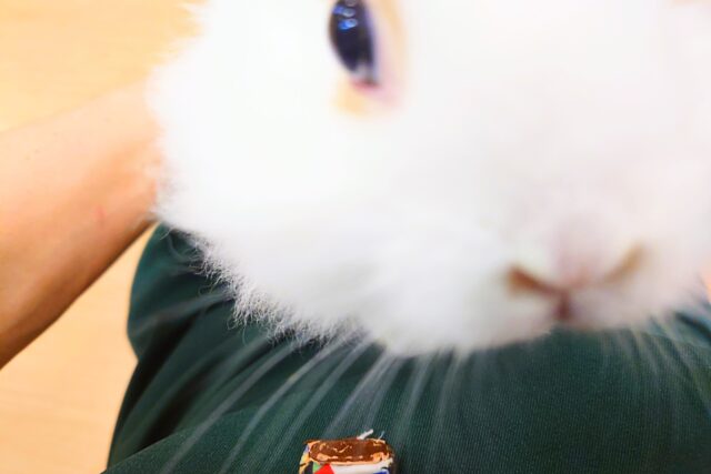 【最新画像更新🪄】もふもふの天使🧚ライオンラビット(ブロークン) 女の子 ライオンラビット