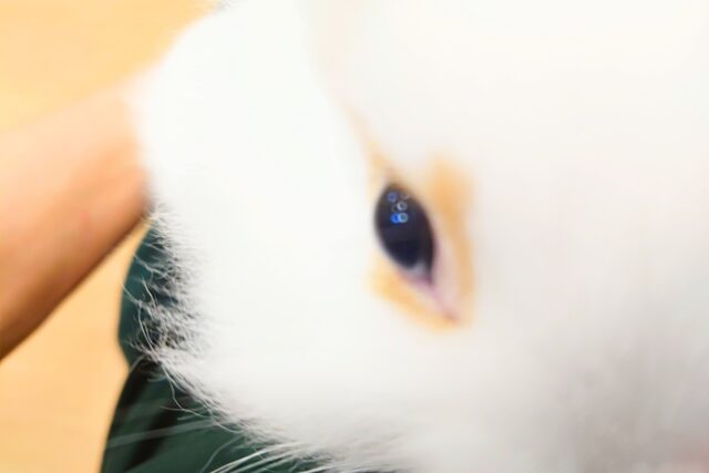 ライオンラビット