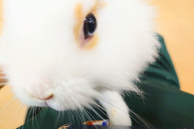 ライオンラビット