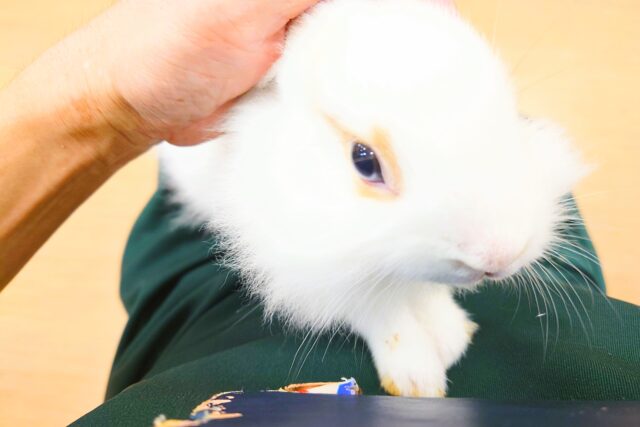 ライオンラビット