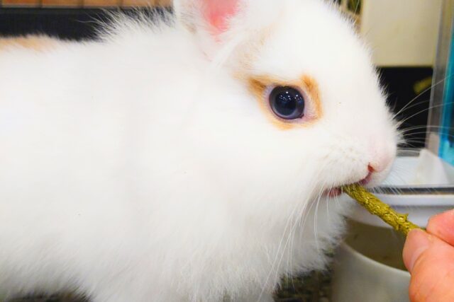 ライオンラビット