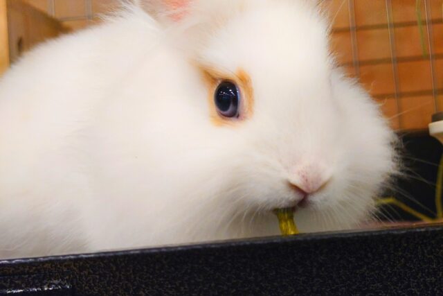 【最新画像更新🪄】もふもふの天使🧚ライオンラビット(ブロークン) 女の子 ライオンラビット