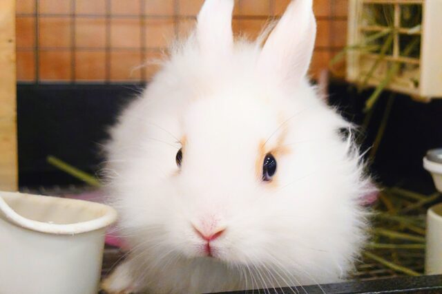 【最新画像更新🪄】もふもふの天使🧚ライオンラビット(ブロークン) 女の子 ライオンラビット