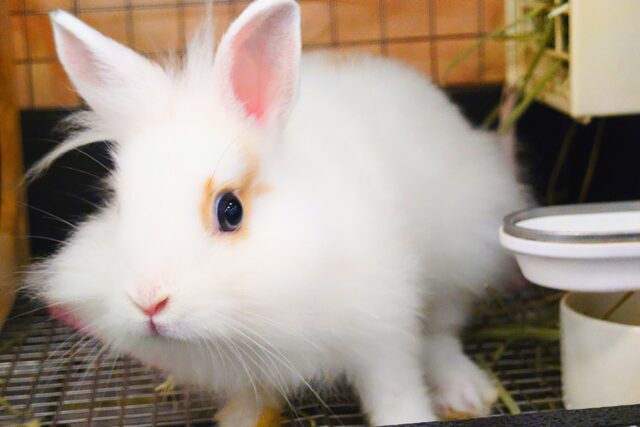 【最新画像更新🪄】もふもふの天使🧚ライオンラビット(ブロークン) 女の子 ライオンラビット