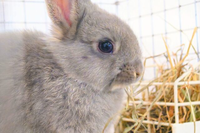 ネザーランドドワーフ