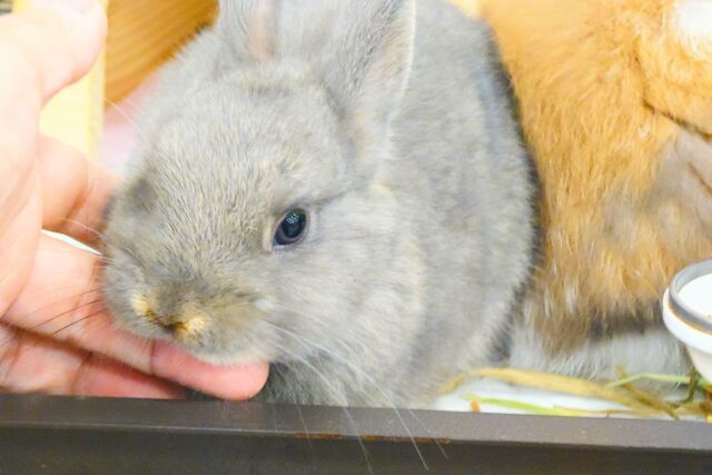 ネザーランドドワーフ