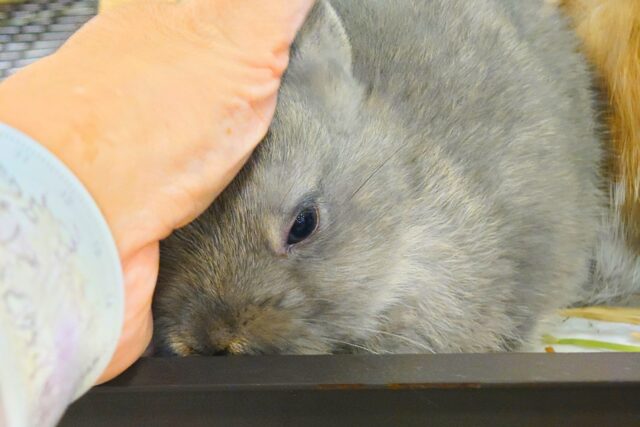 ネザーランドドワーフ