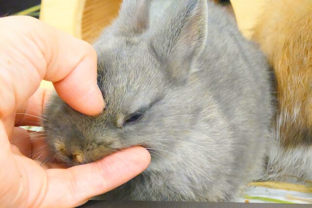 ネザーランドドワーフ