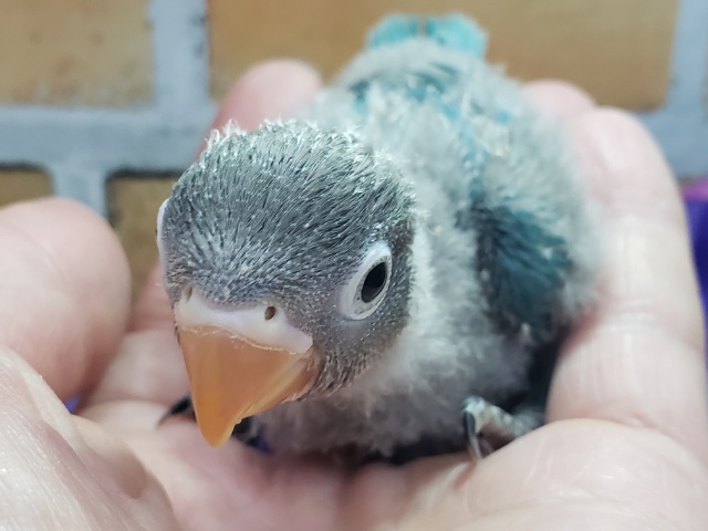 ブルーボタンインコ