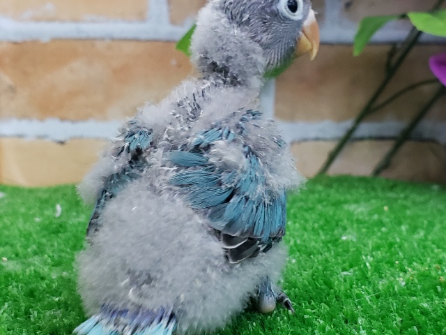 ブルーボタンインコ
