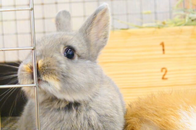 ネザーランドドワーフ