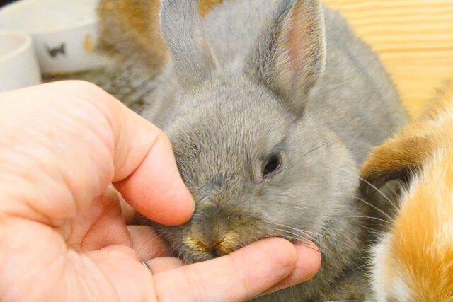 ネザーランドドワーフ