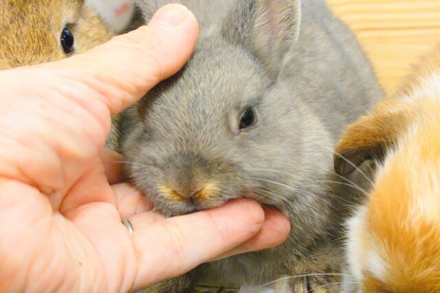 ネザーランドドワーフ