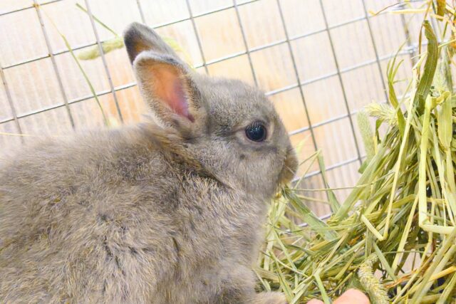 ネザーランドドワーフ