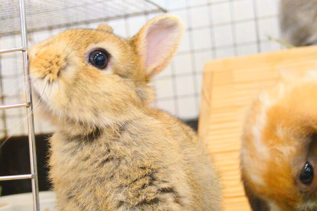 ネザーランドドワーフ