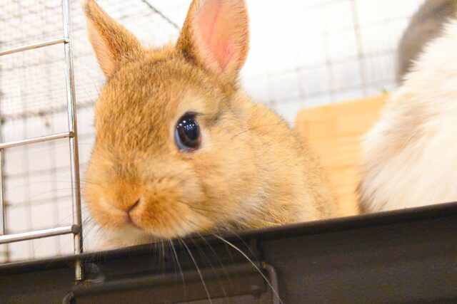 ネザーランドドワーフ