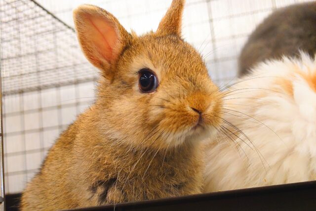 ネザーランドドワーフ