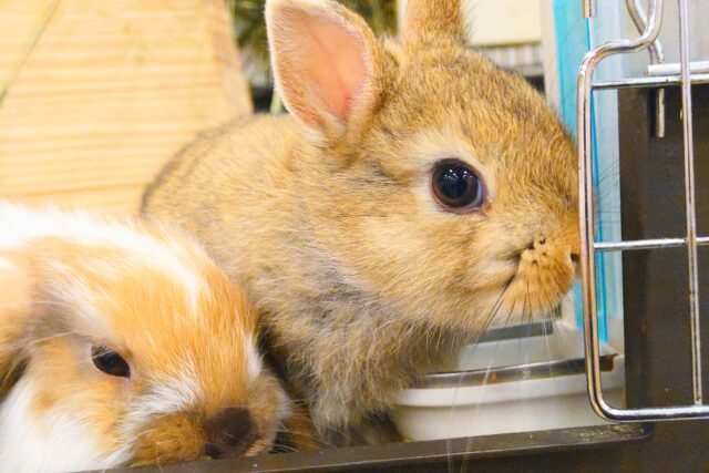 ネザーランドドワーフ