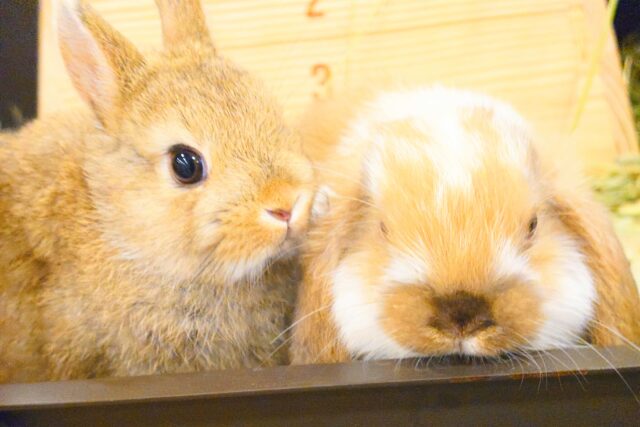 ネザーランドドワーフ