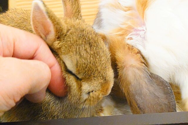 ネザーランドドワーフ