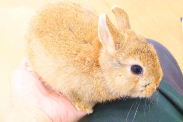 ネザーランドドワーフ