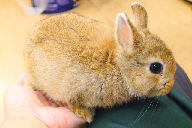 ネザーランドドワーフ