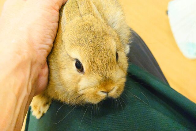 ネザーランドドワーフ