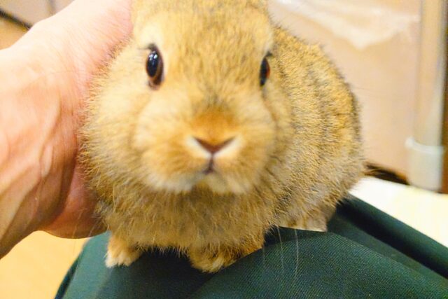 ネザーランドドワーフ