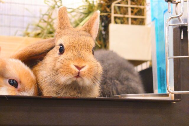 ネザーランドドワーフ