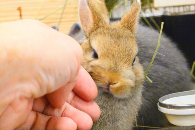 ネザーランドドワーフ