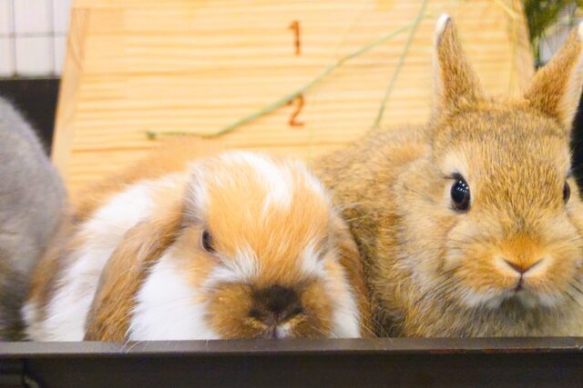 ホーランドロップ