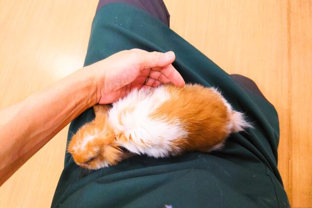 ホーランドロップ