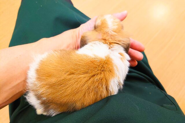 ホーランドロップ