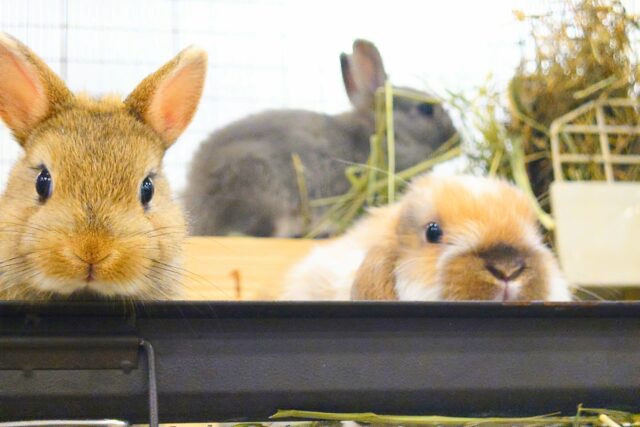 ホーランドロップ