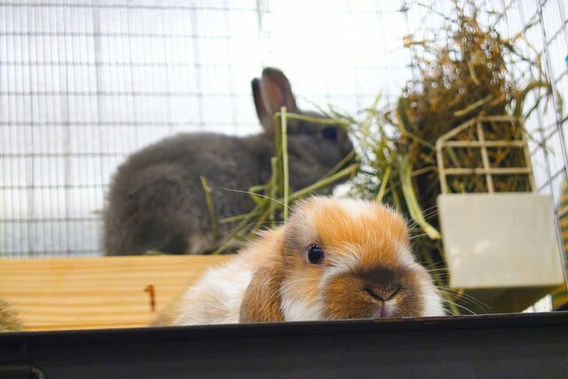 ホーランドロップ