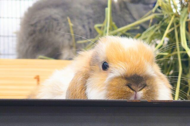 ホーランドロップ